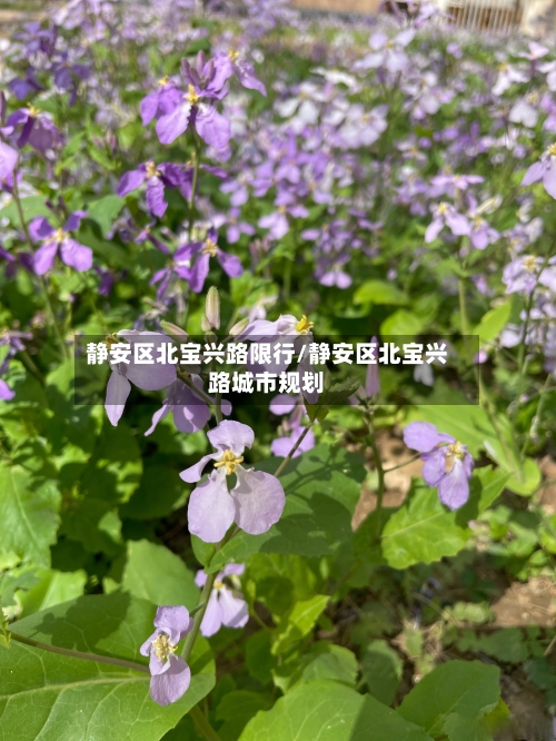 静安区北宝兴路限行/静安区北宝兴路城市规划