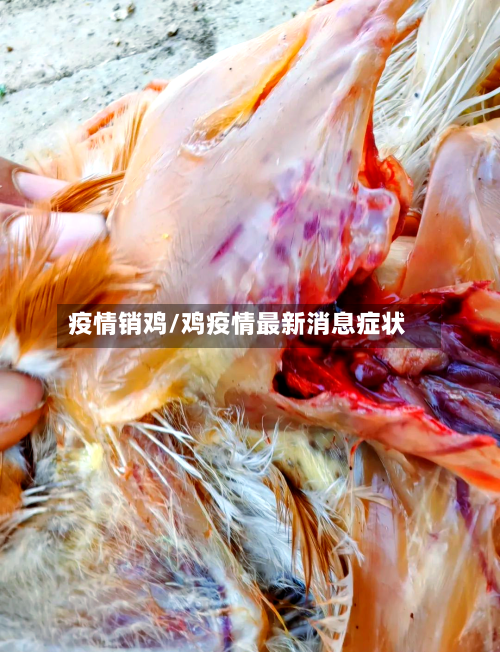疫情销鸡/鸡疫情最新消息症状
