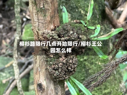 柳杉路限行几点开始限行/柳杉王公园怎么样-第2张图片