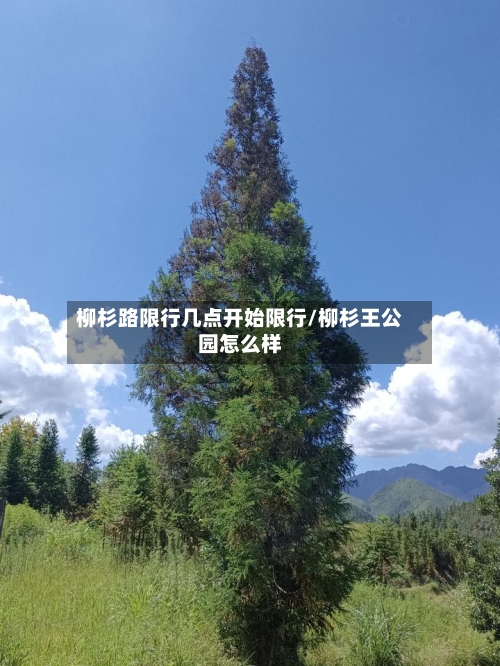 柳杉路限行几点开始限行/柳杉王公园怎么样