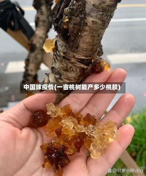 中国球疫情(一亩桃树能产多少桃胶)