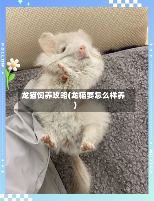 龙猫饲养攻略(龙猫要怎么样养)-第3张图片
