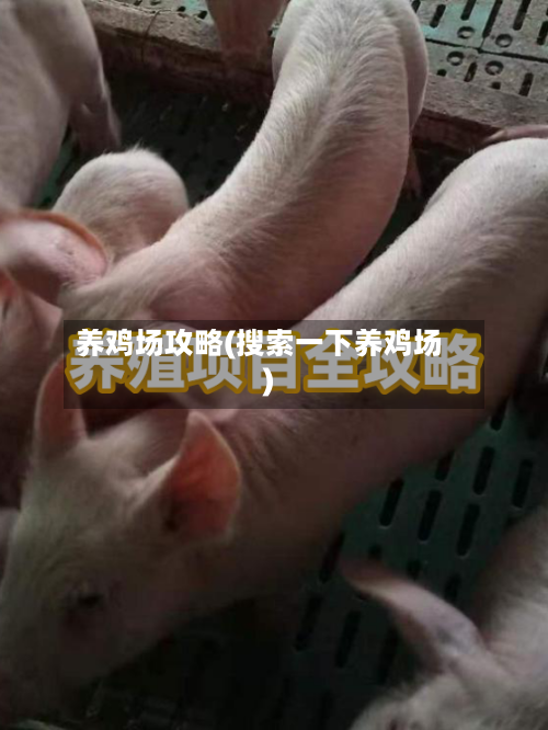 养鸡场攻略(搜索一下养鸡场)-第2张图片