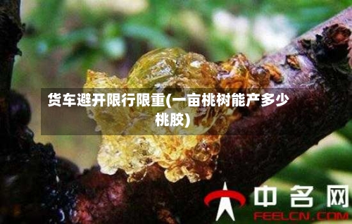 货车避开限行限重(一亩桃树能产多少桃胶)