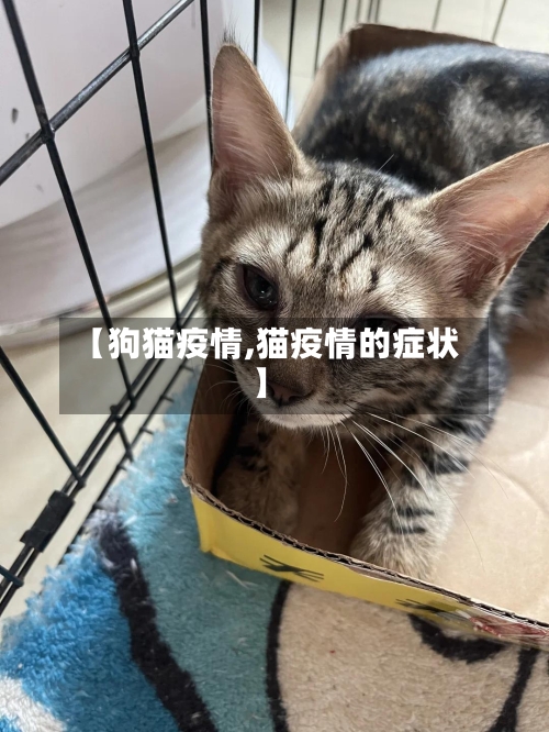 【狗猫疫情,猫疫情的症状】-第3张图片