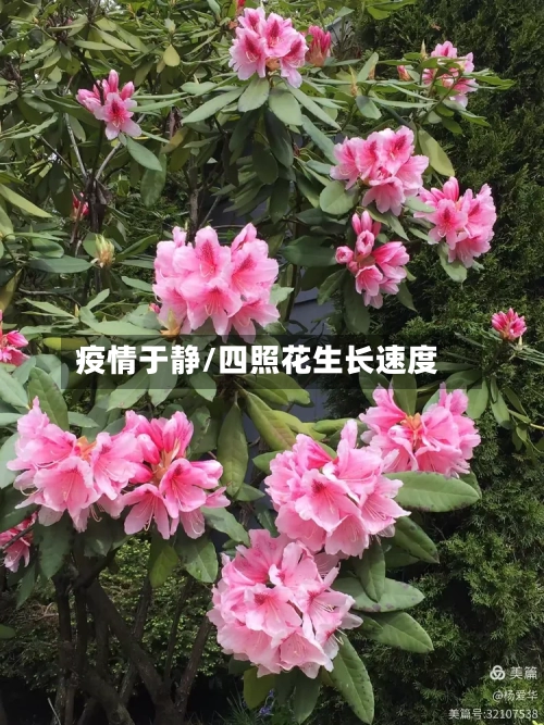 疫情于静/四照花生长速度-第2张图片
