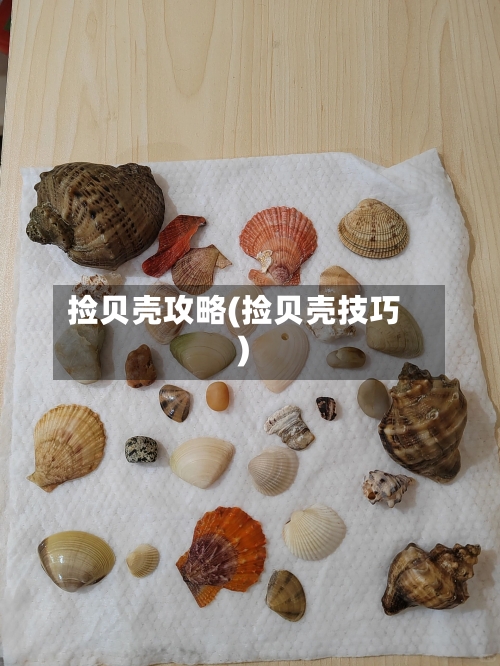 捡贝壳攻略(捡贝壳技巧)
