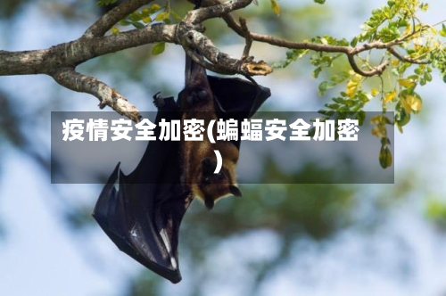 疫情安全加密(蝙蝠安全加密)-第2张图片