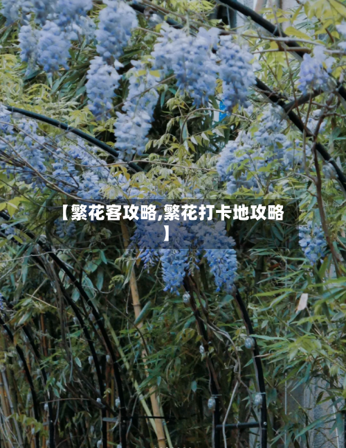 【繁花客攻略,繁花打卡地攻略】