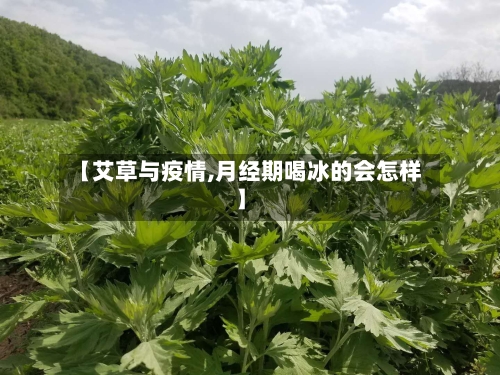 【艾草与疫情,月经期喝冰的会怎样】-第2张图片