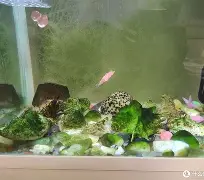 我来教大家“金州水鱼开挂器”(透视)其实确实有挂的简单介绍
